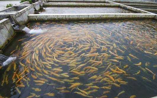 水產養殖控制氨氮的方法